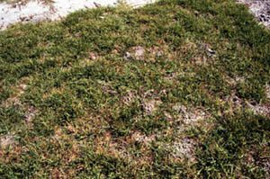 Lawn Insects Commonly Found In The Macon Ga Liquid Lawn