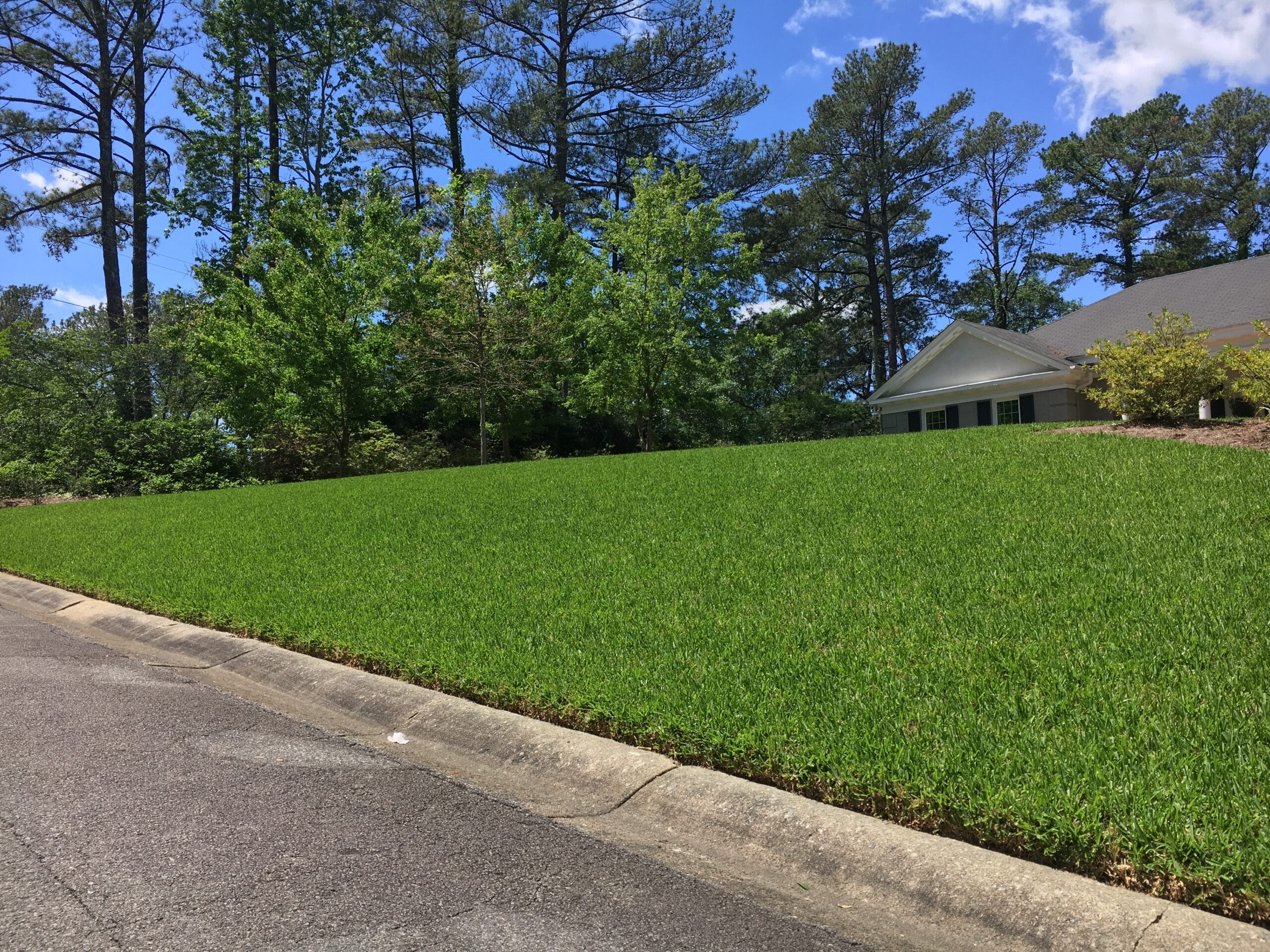 staug St. Augustine lawn in Macon / Warner Robins Georgia