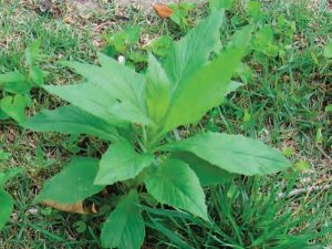 American Burn Weed Lawn Care Macon / Warner Robins