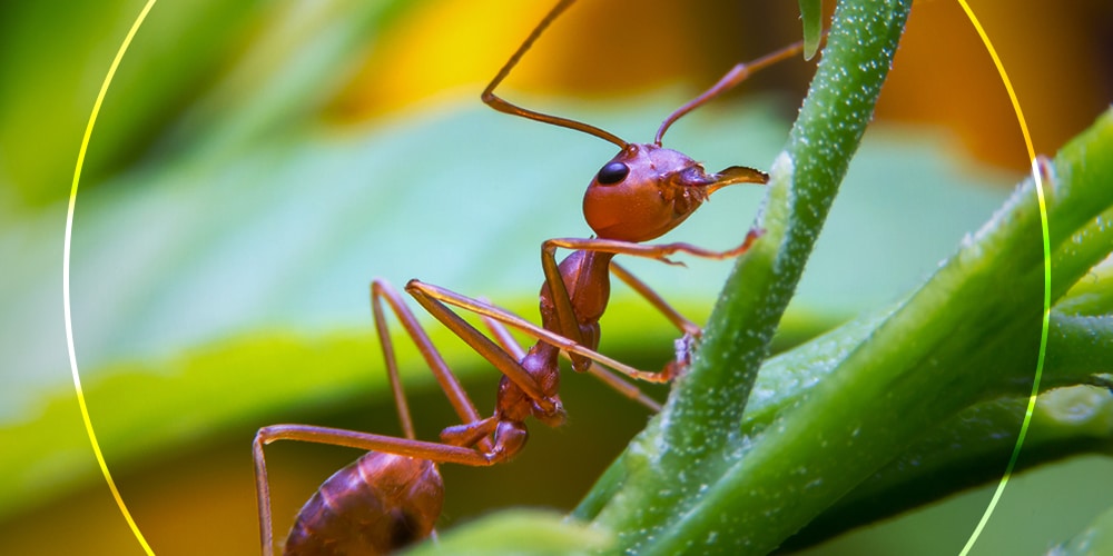 Fireant Fireant
