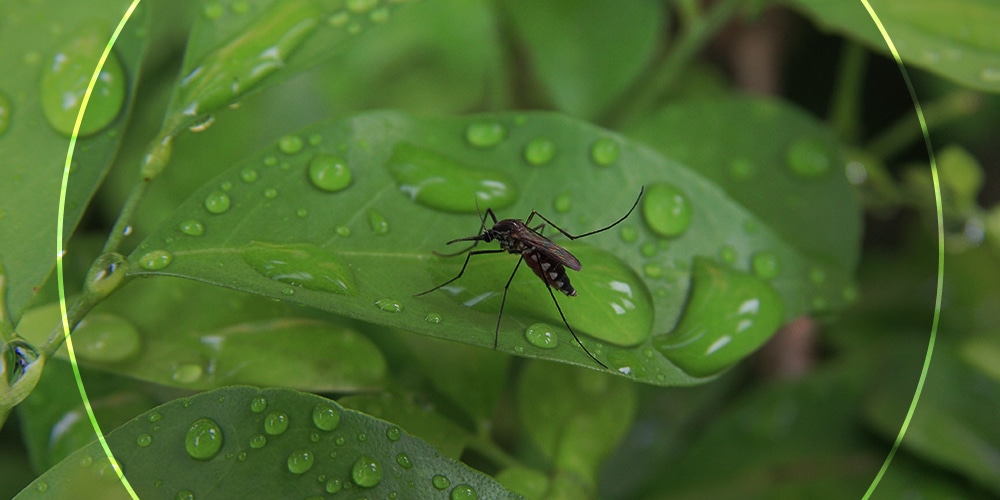 pestcontrol pestcontrol